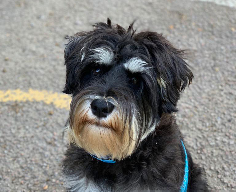 My mini schnauzer Eddie